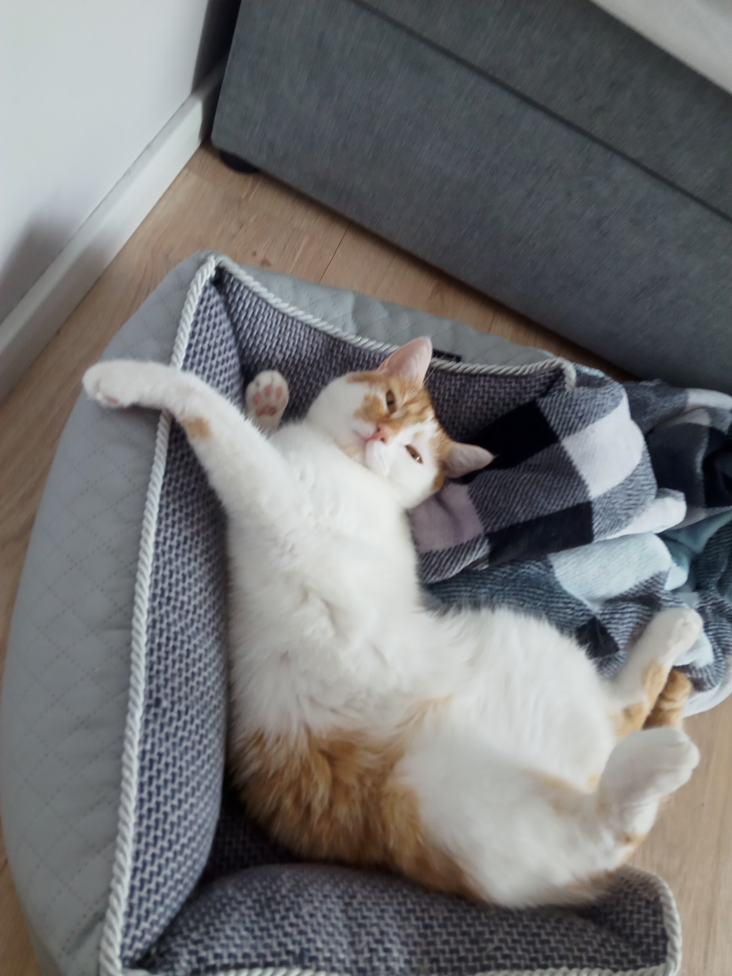 Kitek