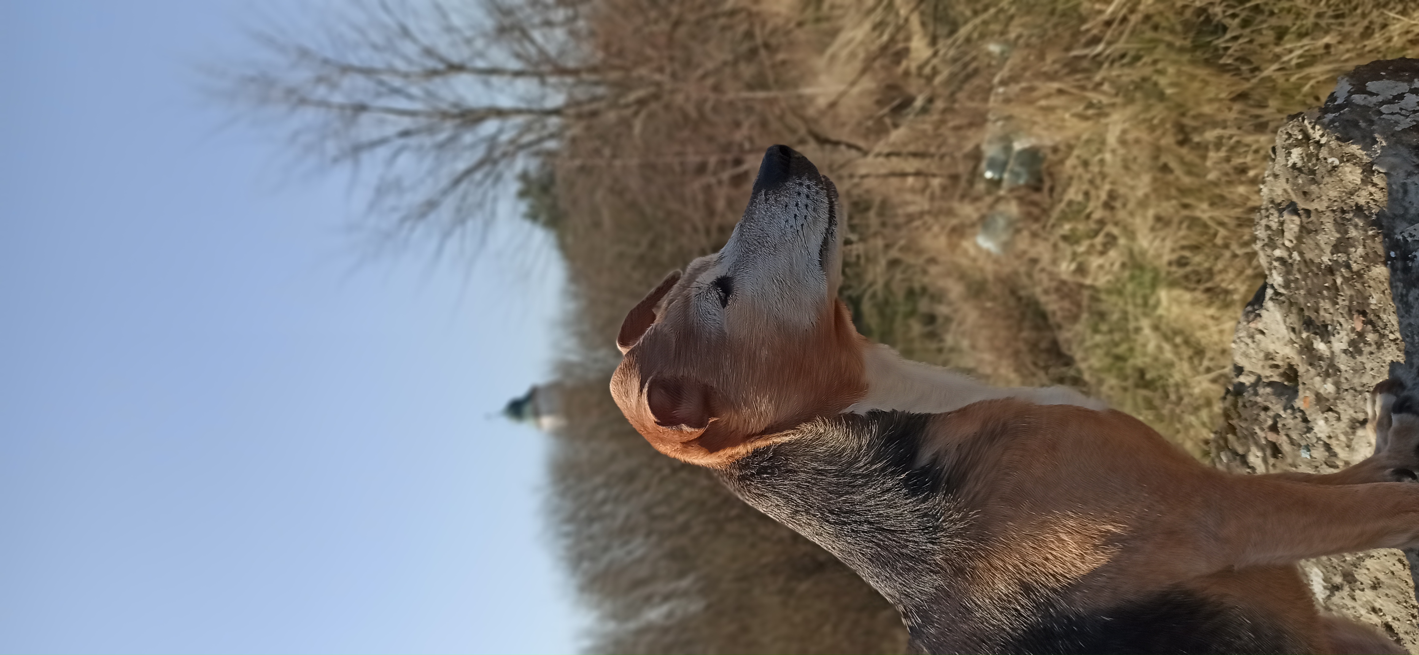 Nuka